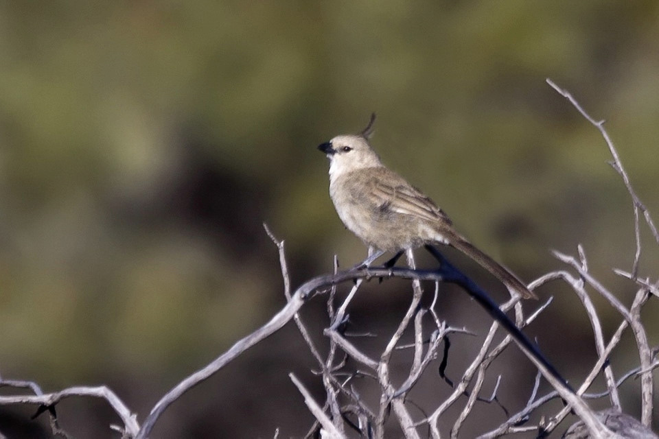 Chirruping Wedgebill (Psophodes cristatus)